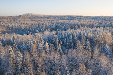 The frozen forest in Russian North