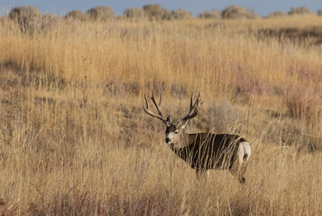 Mule Deer Buck in the Rut in Colorado in Autumn
