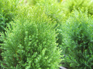 Cypress branch, Sprigs of cypress. Christmas evergreen tree. Selective focus.