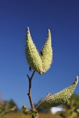 milkweed seed pods