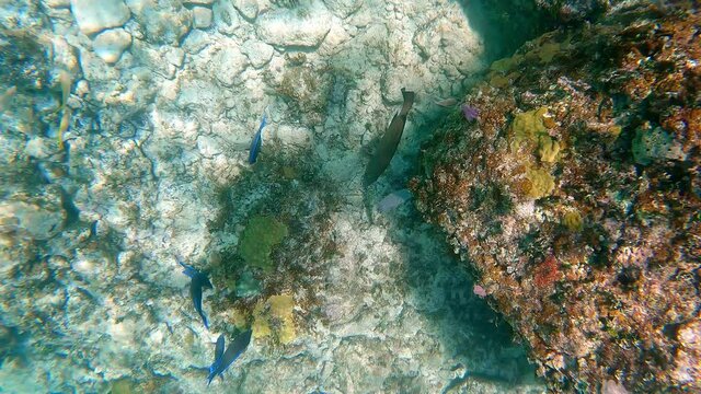 An underwater video of a Blue Tang fish in the Bahamas