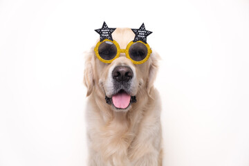 Portrait of a cute dog wearing glasses with the inscription Happy New Year. Golden Retriever wishes...