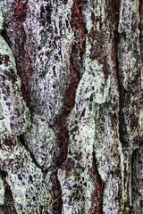 Wet forest nature tree outdoor wood texture