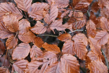 Autumn brown forest leaves texture