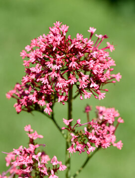 Centranthus ruber