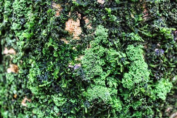 Wet forest nature tree outdoor wood texture