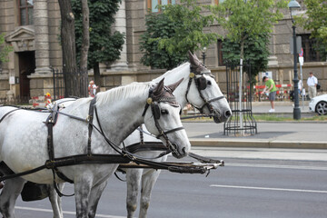 Naklejka na ściany i meble Two white horses pulling retro style carriage on urban street