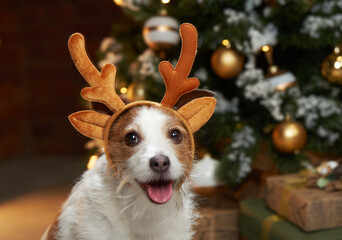 Happy christmas dog in deer antlers. jack russell in a festive home interior. holidays with a pet...
