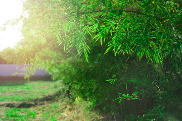 Bamboo leaves, Green leaf on blurred greenery background. Beautiful leaf texture in sunlight. Natural background. close-up of macro with free space for text. natural ecology summer.