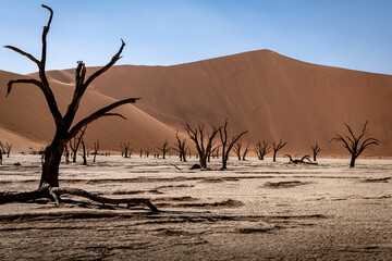 Trees of Deadvlei, Namib Desert, Namibia