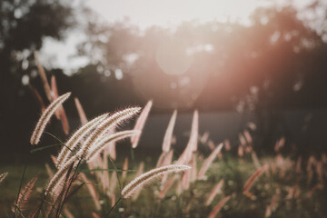 Grass flower in soft focus and blurred with vintage style for background. outdoor in light sunshine in the evening. copy space for text.