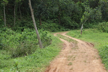 path in the forest