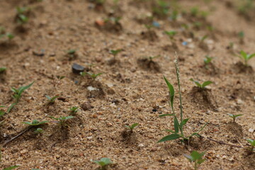 onion in the field