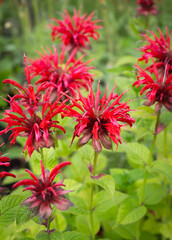 Red mint Monarda flowers on a green background. Fragrant plants for tea in the summer garden.