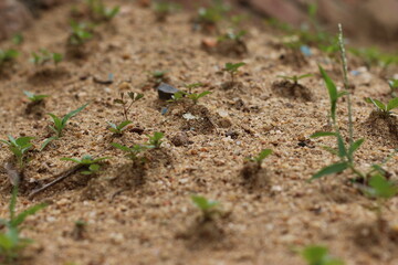 ants in the grass