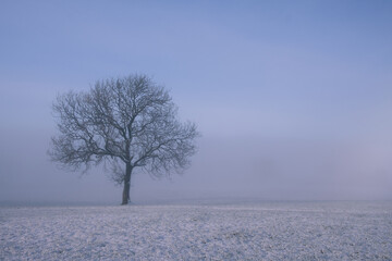 Fototapeta premium winter tree in the fog and snow