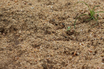 ants on the ground