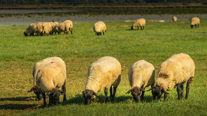 Baie du mont St Michel