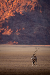Oryx bei Sonnenaufgang in der Namib-Wüste, Namibia