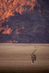 Fototapete Aubergine Oryx bei Sonnenaufgang in der Namib-Wüste, Namibia