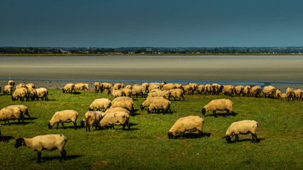 Baie du mont St Michel