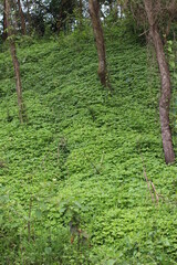 green moss on the stone