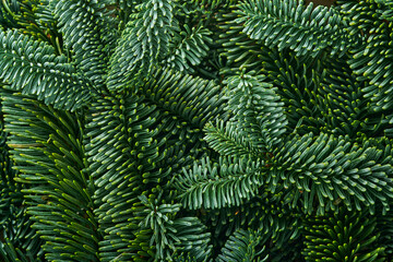 Naklejka na ściany i meble Christmas background of wild fir tree branches, holy plant, pinecones. Border design. Top view. Mock up.