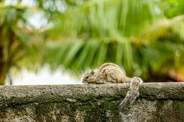 squirrel on the wall