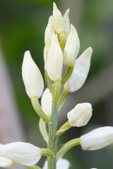 white orchid in nature - 474718852