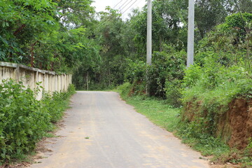 path in the forest
