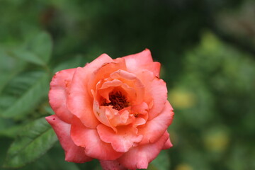 red rose in the garden