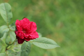 red poppy in the garden