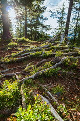 The forest and nature in the early morning in the Dolomites, near Passo delle Erbe, Trentino - Alto Adige, Italy - August 2021.
