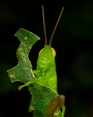 light green grasshopper on a leaf want to show his style