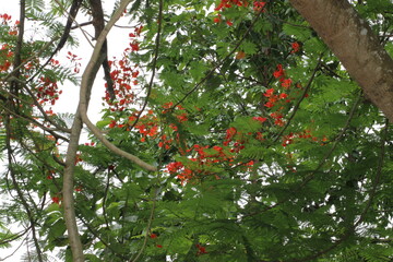 red apples on a tree