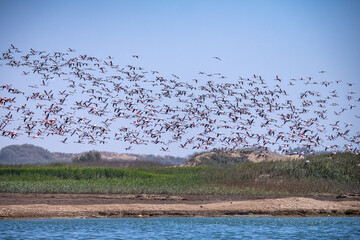 Flamingos seen next to Walvis Bay, Namibia