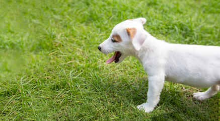 Obraz premium jack russel dog standing on green grass