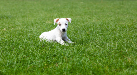 Jack Russel puppy dog on green grass