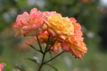 flower in the garden