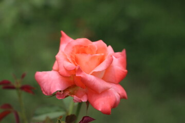 red poppies in the garden