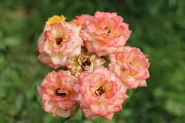 pink and white roses