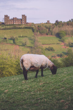 Sheep In Field, Matlock, Derbyshire, UK