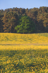 Buttercup fields in spring - Derbyshire Dales