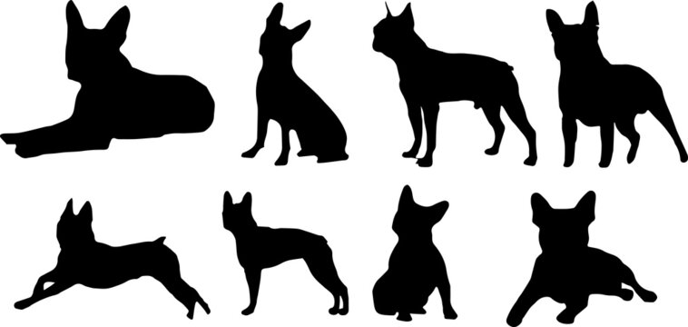 Boston Terrier Dog Silhouette Bundle SVG