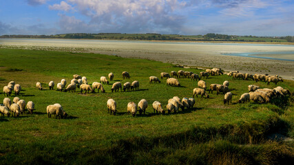 Baie du mont St Michel