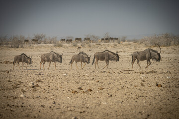 Fototapeta na wymiar A group of wildebeests, Etosha Park, Namibia