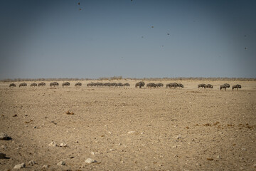 A group of wildebeests, Etosha Park, Namibia