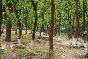 trees in the forest