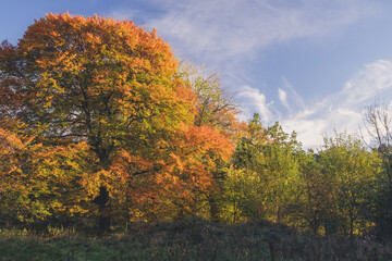 Obraz premium autumn landscape with trees and sky