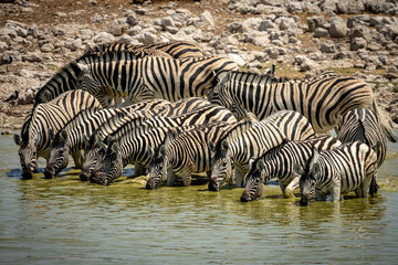 Fototapeta na wymiar Zebras drinking water in Etosha Park, Namibia